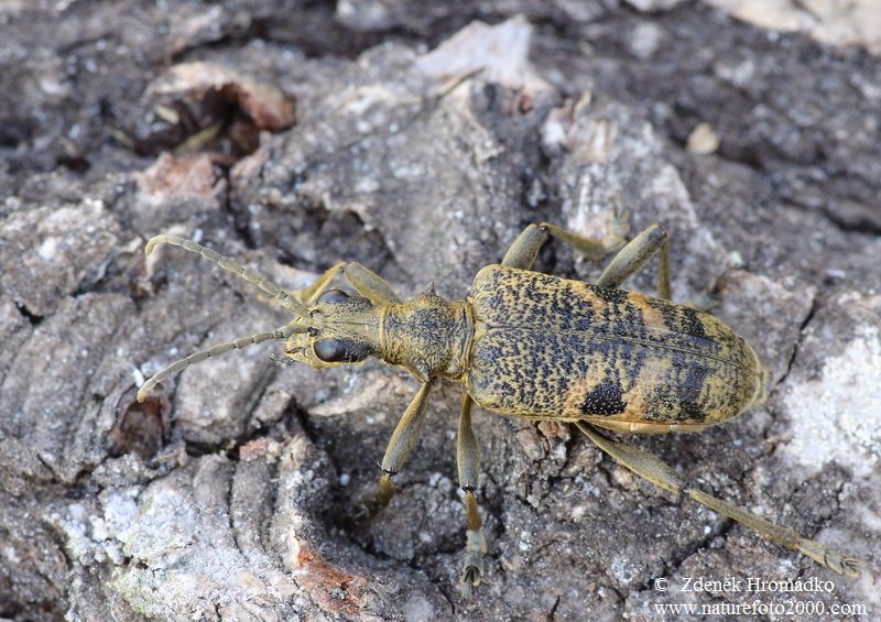 kousavec hlodavý, Rhagium mordax (DeGeer, 1775), Cerambycidae, Rhagiini (Brouci, Coleoptera)